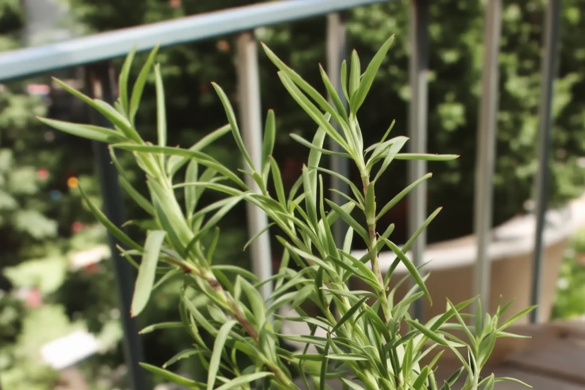 Olio di rosmarino per la crescita dei capelli.