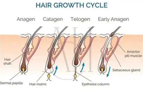 Hair growth cycle disruption