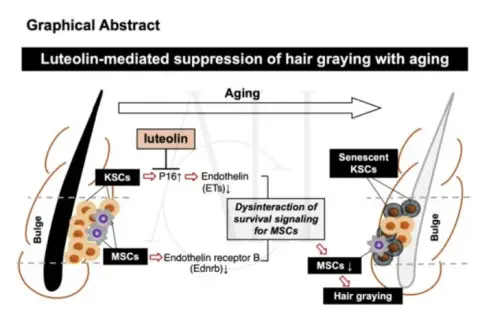 luteolin hair growth