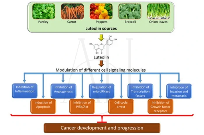 - luteolin food sources